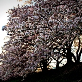 Les fleurs de cerisiers