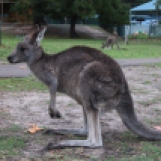 Kangourou ou Wallaby?
